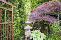 Tradiční japonské rostliny pro zenovou zahradu
