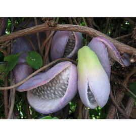 Akébie čokoládový banán 20/40 cm, v květináči Akebia Quinata