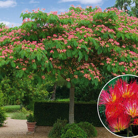 Albízie perský hedvábný strom, v květináči 30/40 cm Albizia julibrissin