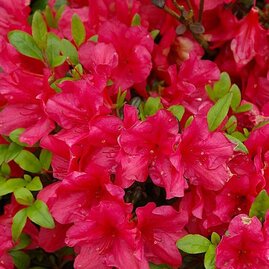 Azalka japonská červená, v květináči Azalea japonica