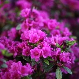 Azalka japonská fialová, v květináči Azalea japonica