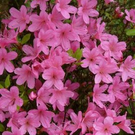 Azalka japonská ružová, v květináči Azalea japonica