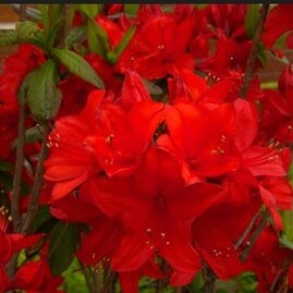 Azalka velkokvětá Feuerwerk - červená 20/40 cm, v květináči Azalea Knap Hill Feuerwerk