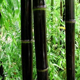 Bambus Nigra 175/200 cm, v květináči Phyllostachys nigra