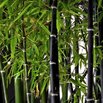 Bambus nigra 30/40 cm, v květináči Bamboo nigra