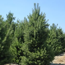 Borovice černá 200/250 cm Pinus Nigra