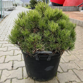 Borovice černá Marie Bregeon, 50/70 cm, v květináči Pinus nigra Marie Bregeon