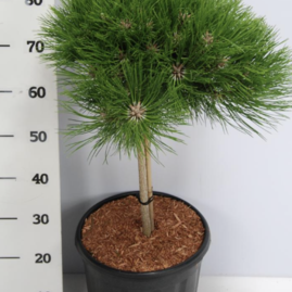 Borovice černá Marie Bregeon na kmínku 40 cm, průměr korunky 40 cm, celková výška 80 cm v květináči 13l Pinus nigra Marie Bregeon