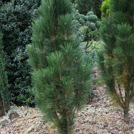 Borovice černá Scholz, 30/40 cm, v květináči Pinus nigra Scholz
