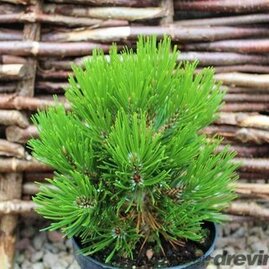 Borovice heldreichova Schmidtii 15/20 cm, v květináči Pinus leucodermis Schmidtii