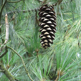 Borovice himalájska 20/40 cm, v květináči Pinus Wallichiana