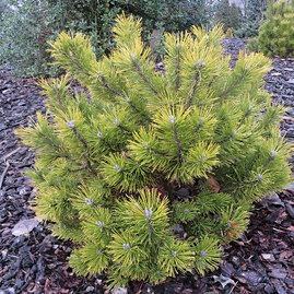 Borovice horská Carsten, 15/20 cm, v květináči Pinus mugo Carsten