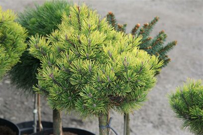 Borovice horská Ophir štěpena na kmínku 60/80 cm, v květináči Pinus mugo Ophir