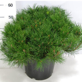 Borovice horská Varella XL 40 cm, v květináči Pinus mugo mughus