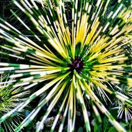 Borovice hustěkvětá Oculus Draconis (Dračie oko) 130/150 cm, v kvetináči Pinus densiflora Oculus Draconis