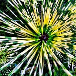 Borovice hustěkvětá Oculus draconis (Dračie oko) 30/50 cm, v květináči Pinus densiflora Oculus Draconis
