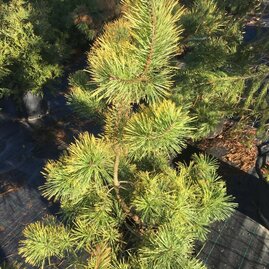 Borovice lesní Aurea 90/120 cm, v květináči Pinus sylvestris Aurea
