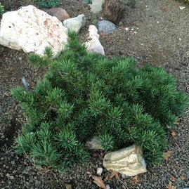 Borovice lesní Skjak, 15/20 cm, v květináči Pinus sylvestris Skjak
