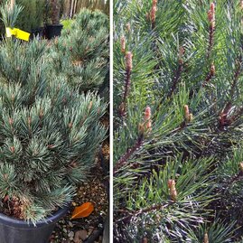 Borovice lesní Watereri 25/35 cm, v květináči Pinus sylvestris Watereri