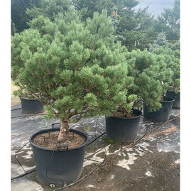 Borovice lesní Watereri na kmínku 100-125 cm v květináči 130 l Pinus sylvestris Watereri