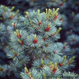 Borovice malokvetá Glauca 40/50 cm, v květináči Pinus parviflora Glauca