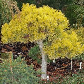 Borovice Mugo Wintergold na kmínku 60 cm, v květináči Pinus mugo Wintergold