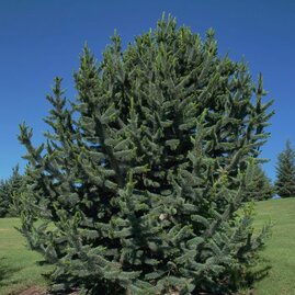 Borovice ostitá, 20/30 cm, v květináči Pinus aristata
