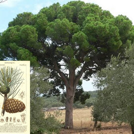 Borovice píniová na kmínku 180/200 cm, obvod kmínku 12/14 cm v květináči Pinus pinea