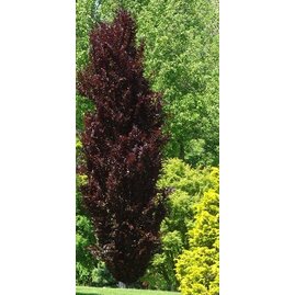 Buk lesní Dawyck Purple, 180/200 cm v květináči Fagus sylvatica Dawyck Purple