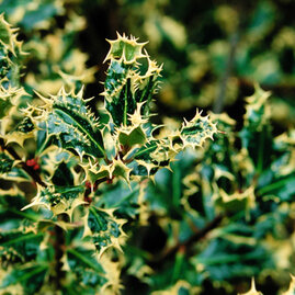 Cesmína ostrolistá Ferox Argentea 15/20 cm, v květináči Ilex aquifolium Ferox Argentea