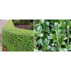 Cesmína vrúbkovaná Luxus Hedge (ideální živý plot) 20/25 cm, v květináči Ilex crenata Green Glory