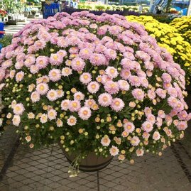 Chryzantéma růžová v květináči, 40/45 cm Chrysanthemum