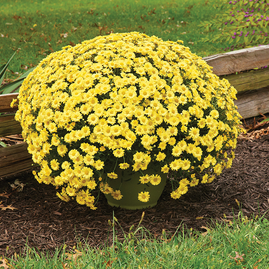 Chryzantéma žlutá v květináči, 40/45 cm Chrysanthemum