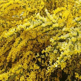 Čilimník skorý All Gold v květináči Cytisus praecox All Gold