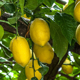 Citroník štepený Toscana 20/40 cm, v květináči Citrus