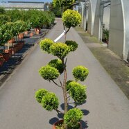 Cyprusovec leylandský bonsai, 120/150 cm, v květináči Cupressocyparis leylandii Cast. Gold - Japan style