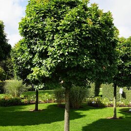 Dub bahenní Green dwarf , obvod kmienka 12/14 cm, celková výška pri dodání 260/280 cm, v koreňovém balu Quercus palustris Green dwarf