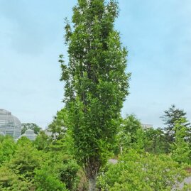 Dub bahenní Green Pillar, 300/+cm, v květináči Quercus palustris Green Pillar