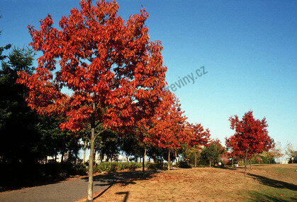 Dub červený 100/120 cm, v květináči Quercus rubra