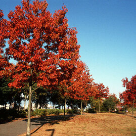 Dub červený 100/120 cm, v květináči Quercus rubra