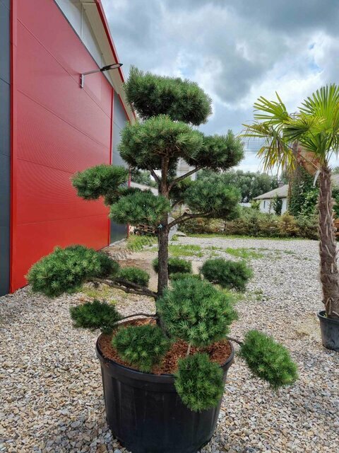 EXKLUZIVNÍ! Borovice lesní Norská, tvarovaný bonsai, 180/200 cm, v květináči Pinus sylvestris Nordic