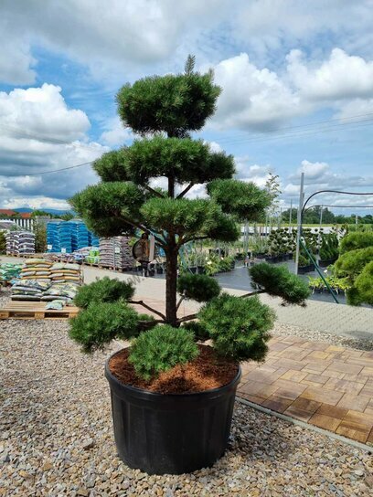 EXKLUZIVNÍ! Borovice lesní Norská, tvarovaný bonsai, 180/200 cm, v květináči Pinus sylvestris Nordic