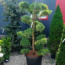 EXKLUZIVNÍ! Jalovec Glauca XL Bonsai 200/220 cm, v květináči Juniperus pfitzeriana Glauca