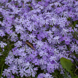 Flox Flame purple imp , v květináči Phlox Flame purple imp