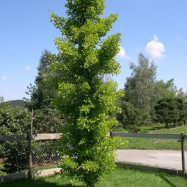 Ginko dvoulaločný ANDRE BRIANT Brivingtetun, 80/100 cm, v květináči Ginkgo biloba ANDRE BRIANT Brivingtetun