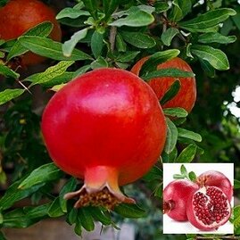 Granátové jablko (Granátovník)20/40 cm, v květináči Punica granatum