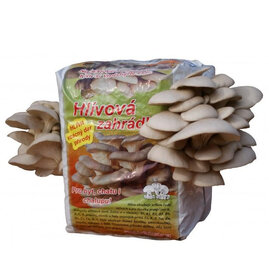 Hlívková zahrádka (ústřičková) celoročná Jedlé houby