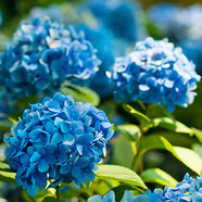 Hortenzie kalinolistá Nikko Blue, v květináči Hydrangea macrophylla Nikko Blue