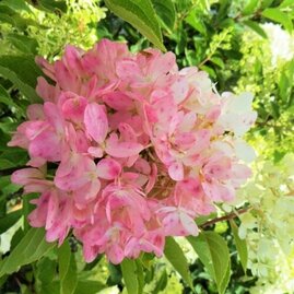 Hortenzie metlinatá Pink Lady 20/40 cm, v květináči Hydrangea paniculata Pink Lady