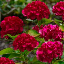 Hortenzie metlinatá Wim‘s Red 25/35 cm, v květináči 2l Hydrangea paniculata Wim‘s Red